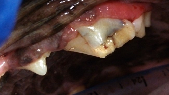 infection of the roots of the upper teeth in dogs