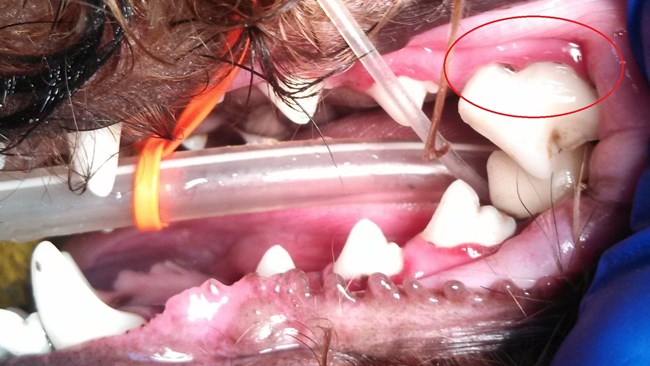 severe periodontal disease dogs