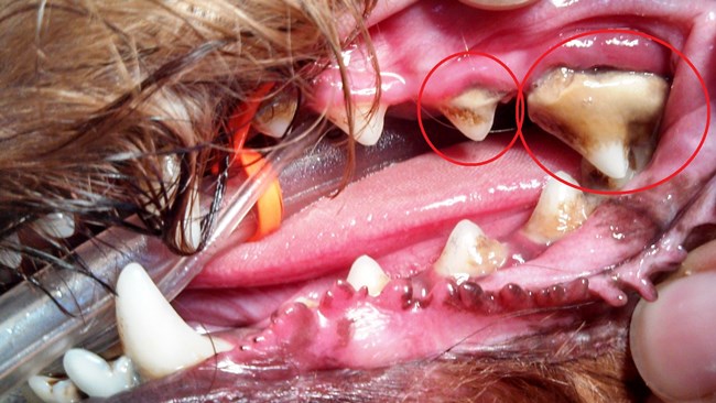 severe periodontal disease dogs