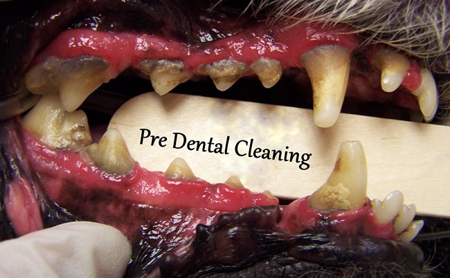 severe periodontal disease dogs