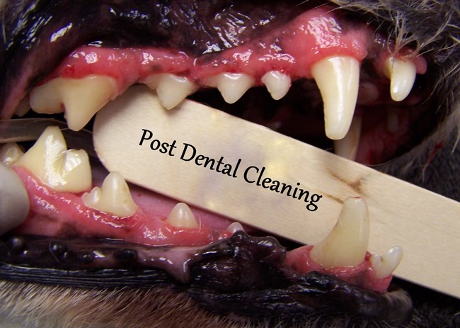 what causes bad teeth in dogs